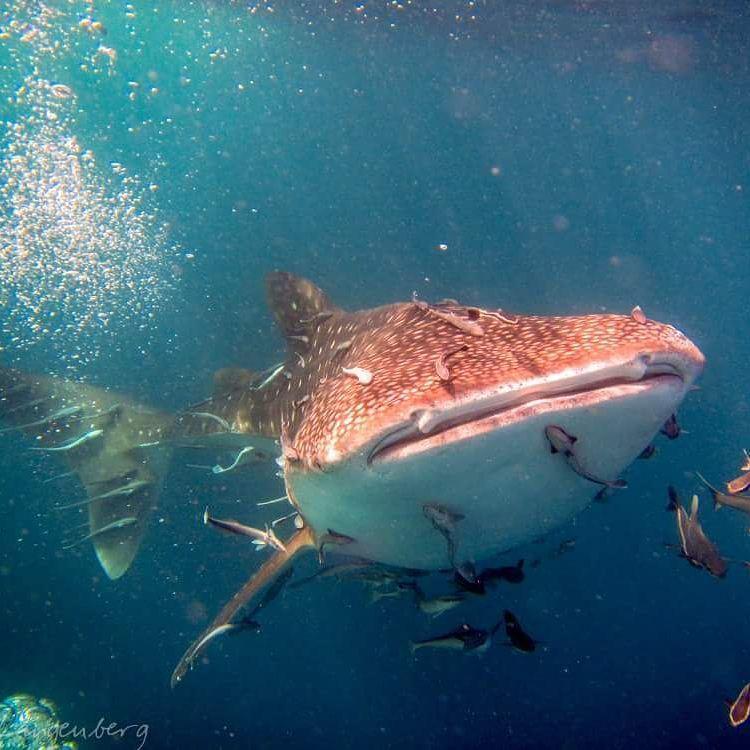 מלון Carabao Diving קו טאו מראה חיצוני תמונה